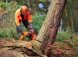 Best Lawn Dethatching Services  in Palm River Clair Mel, FL