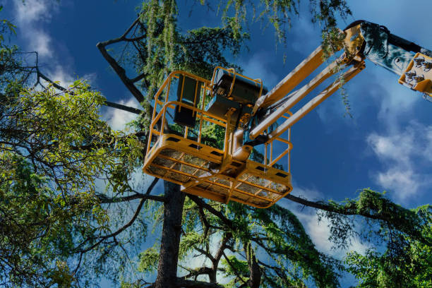 Trusted Palm River Clair Mel, FL  Tree Services Experts