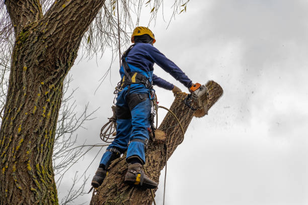 Best Tree and Shrub Care  in Palm River Clair Mel, FL