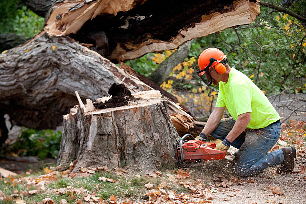 Best Tree Disease Treatment  in Palm River Clair Mel, FL